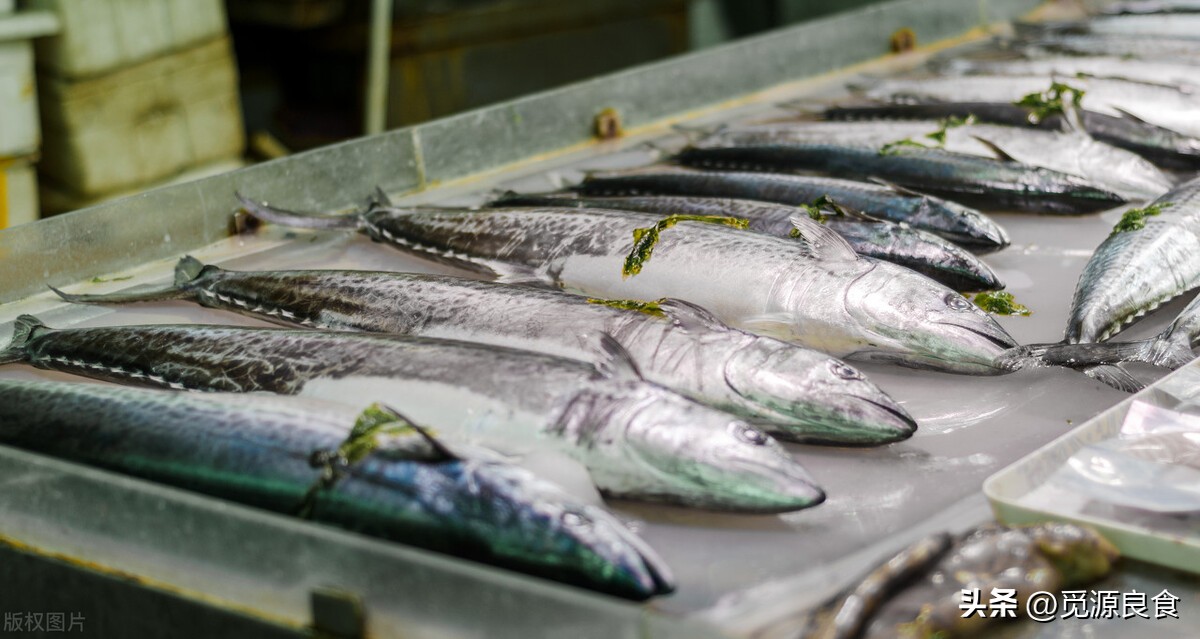 买鲅鱼选择黑尾巴好还是黄尾巴好,买鲅鱼咋分公母