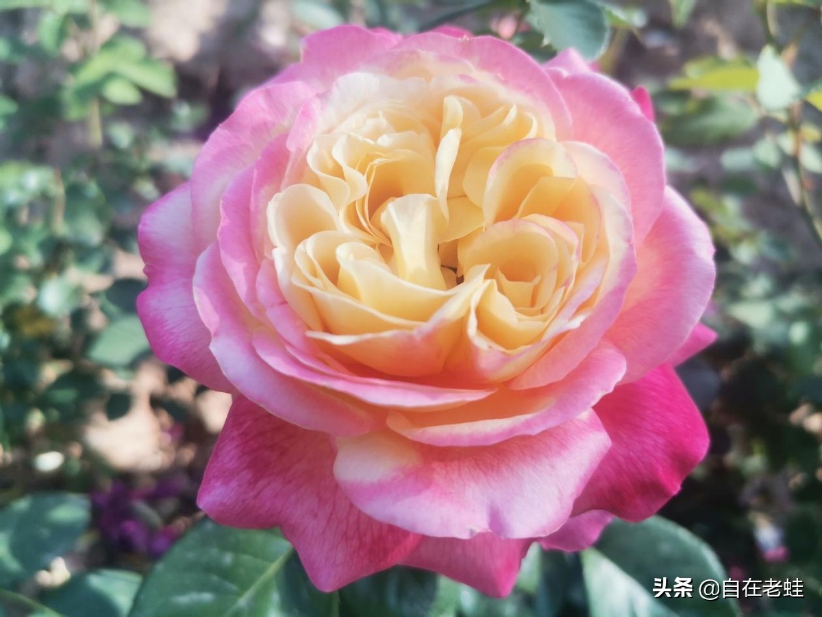 说点儿人话，读点儿诗歌，养点儿美味