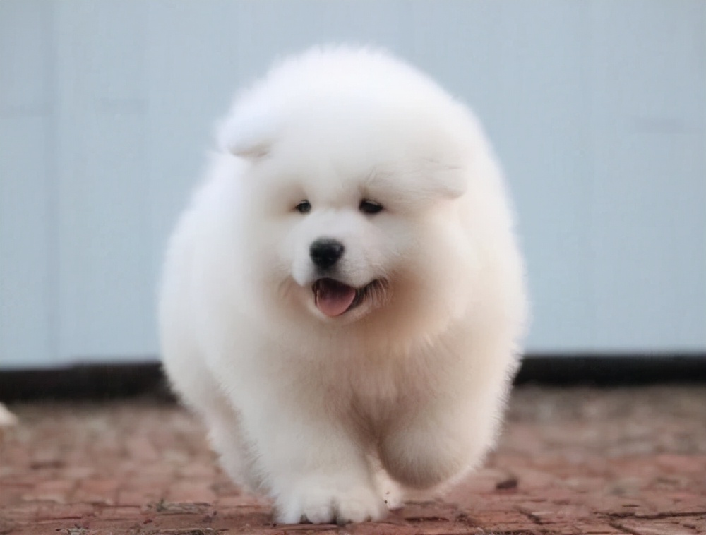 萨摩耶不听话怎么训练,如何训练萨摩耶不要乱咬东西