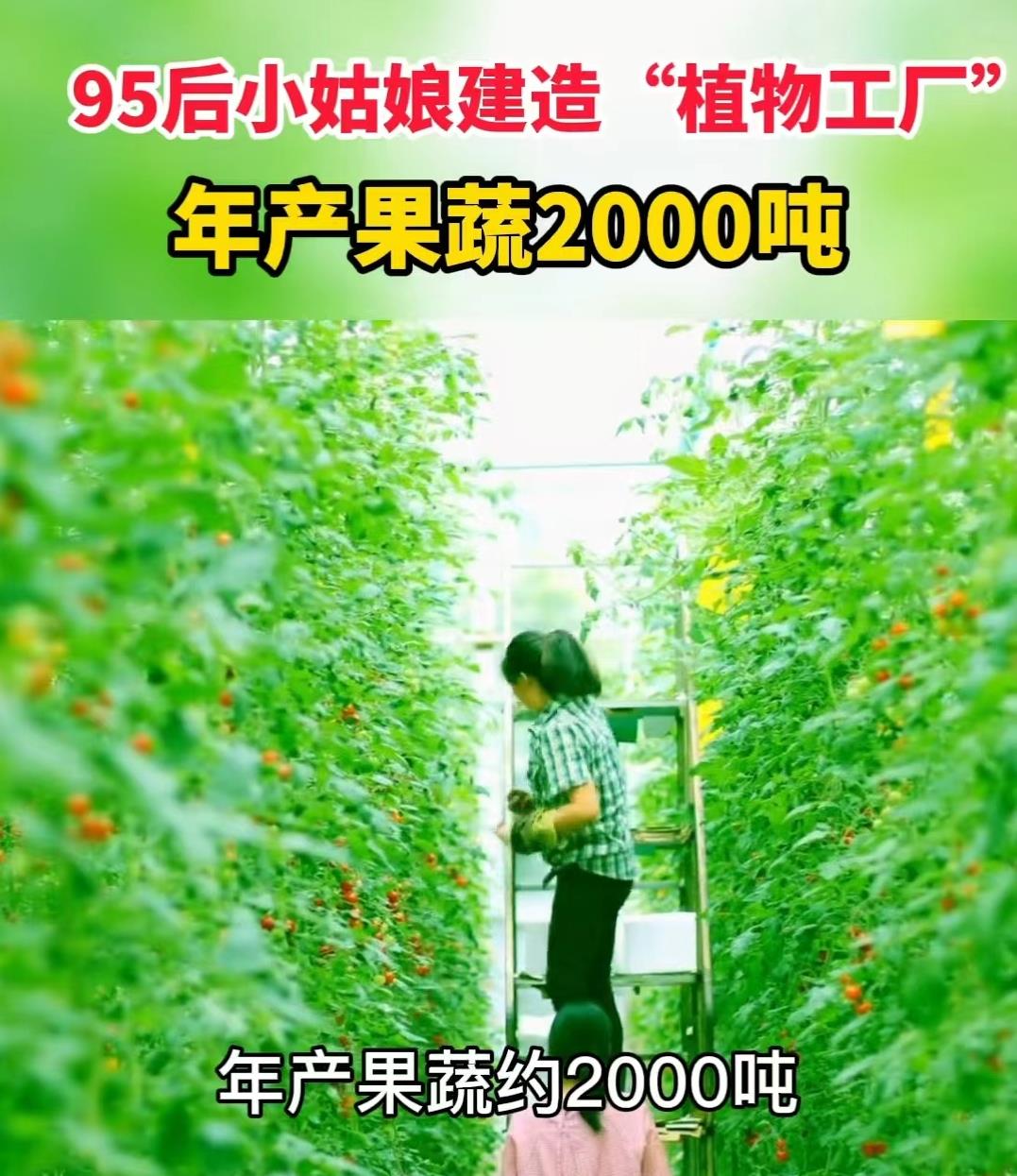 95后姑娘建占地43亩“植物工厂”，1亩发挥5亩效益，年产20000吨