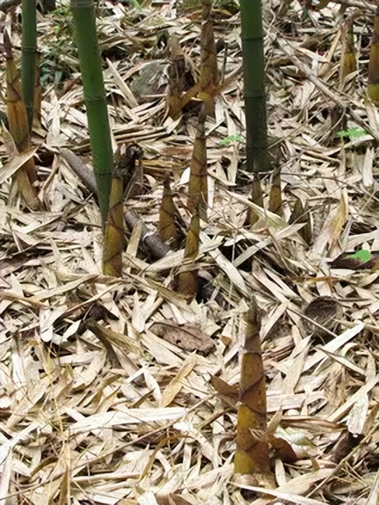 【原创】散文·江南春笋