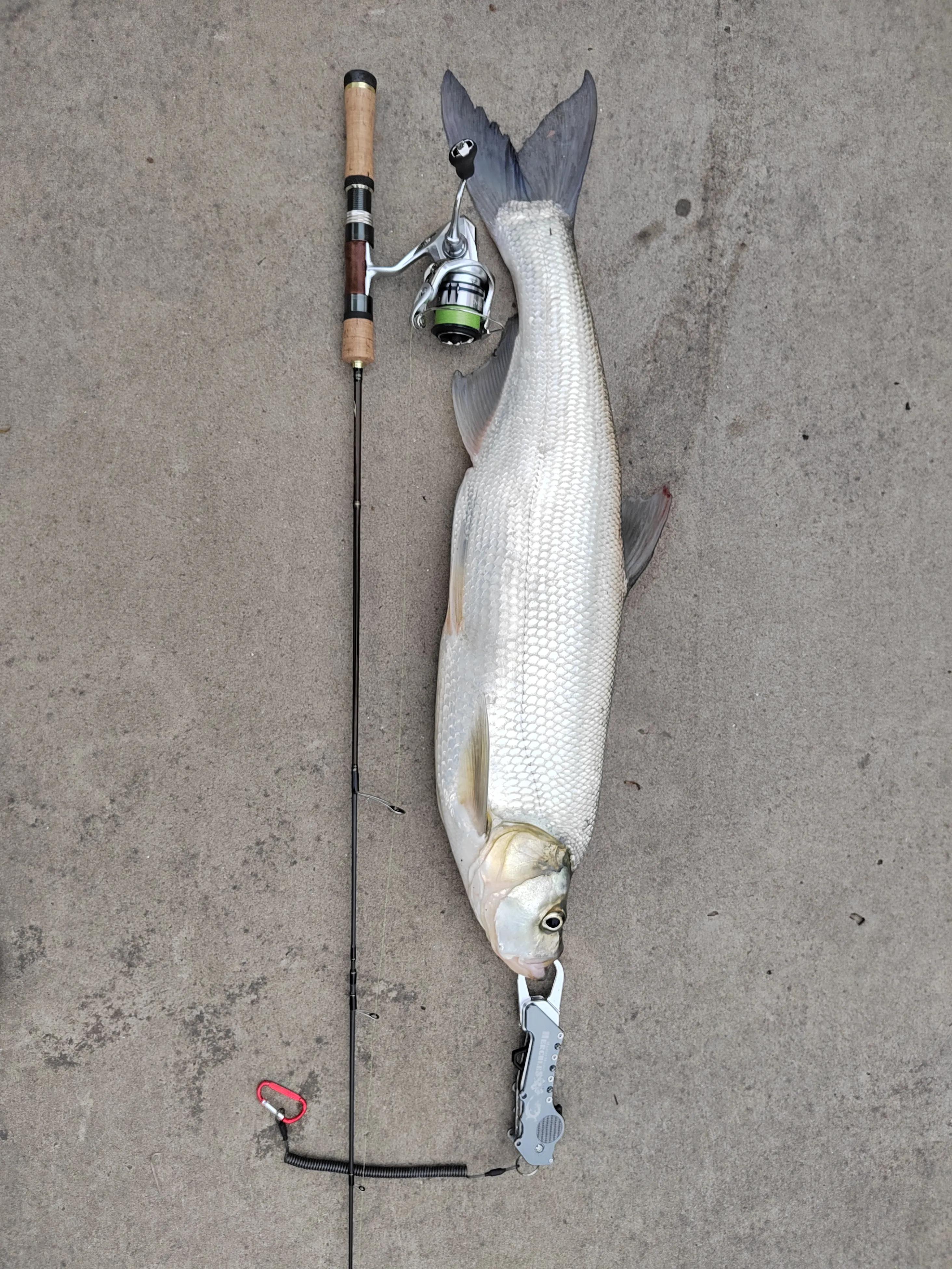 运气爆棚抽到好卡,亚米级翘嘴介绍