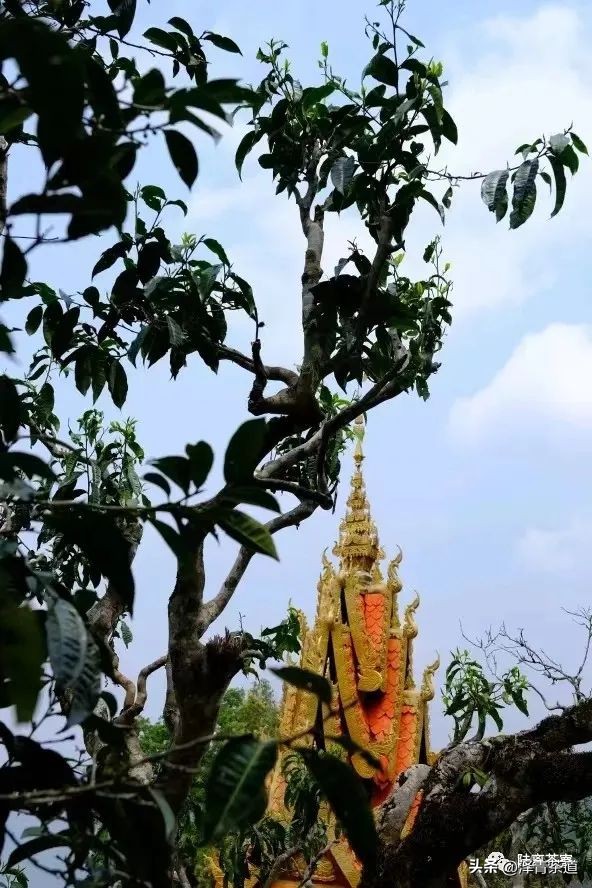 “自古名寺出名茶”，什么样的茶才能称为禅茶呢？