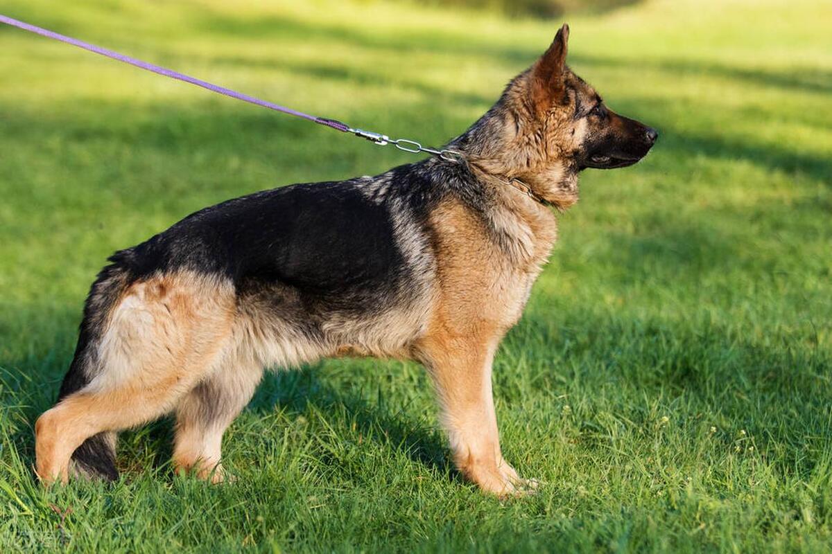 德国德牧配种技术操作规程,德国牧羊犬怎么配对