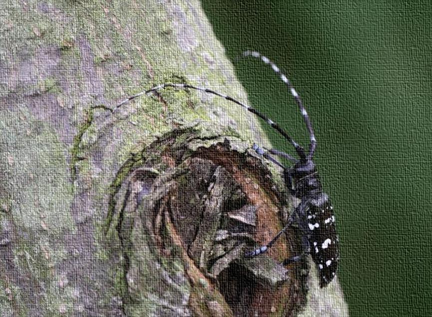 天牛泛滥成灾，数亿防护林被毁