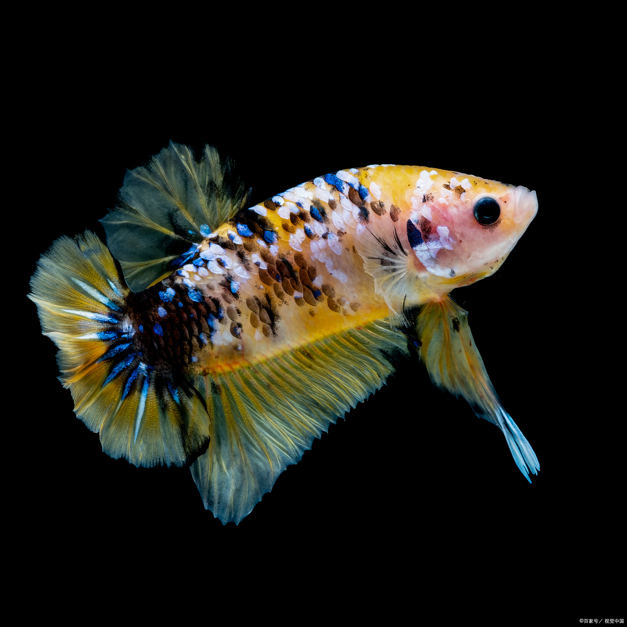 普叉斗鱼为什么喜欢跳缸,斗鱼为啥会跳来跳去