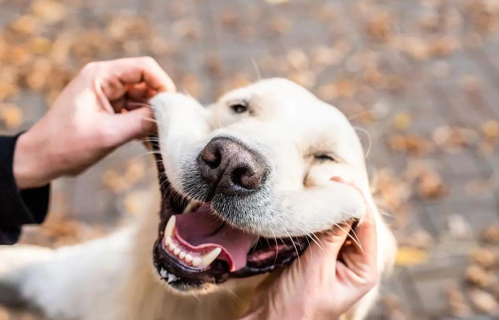 狗狗母亲,狗狗有什么表现把你当主人