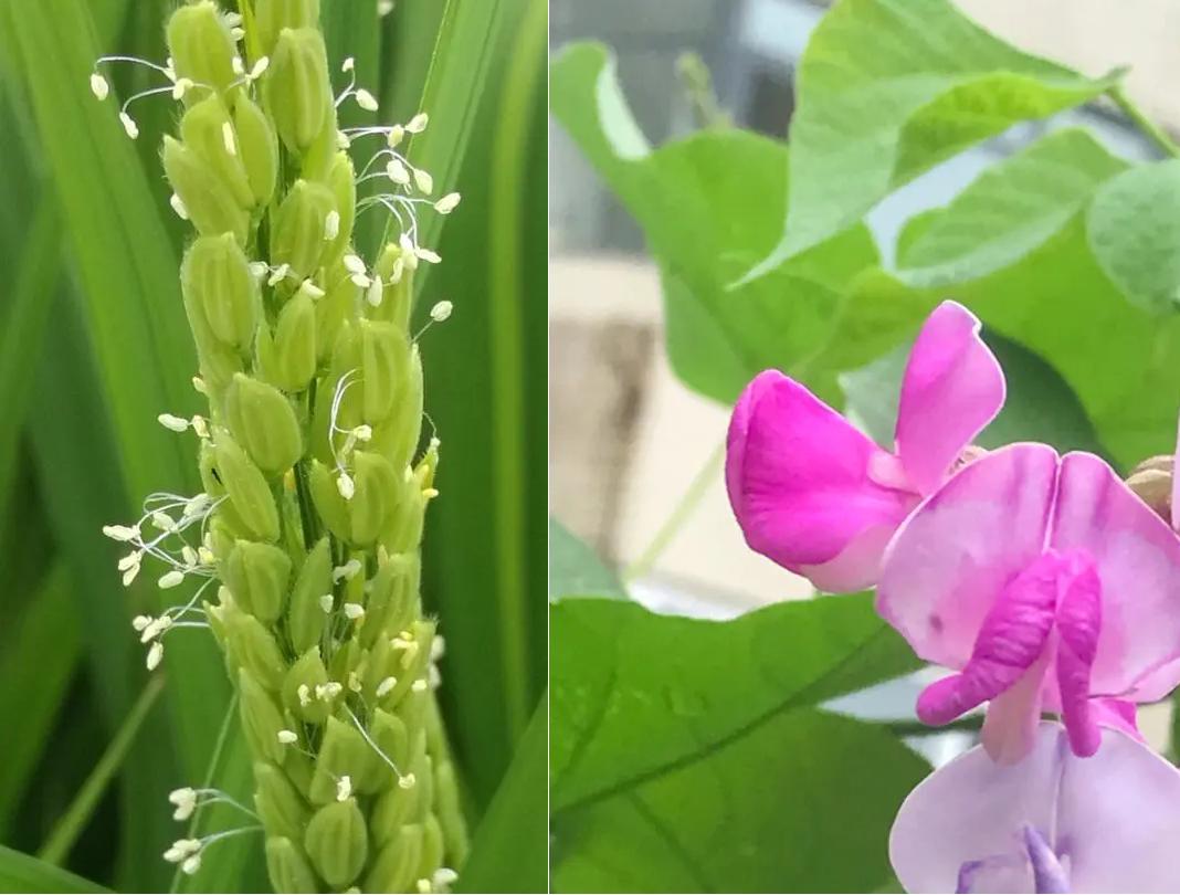 十二首“豆花”诗词，一类在农村里象征丰收的朴素花儿，一样很美