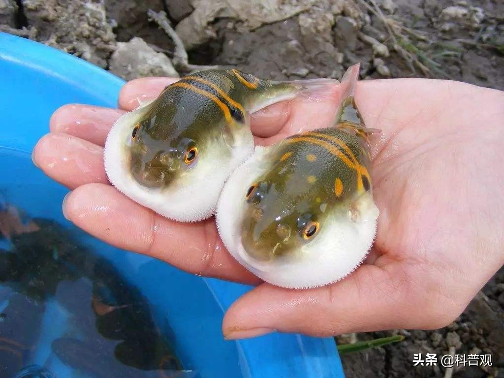 比眼镜王蛇还厉害的眼镜蛇视频,比眼镜王蛇还毒的人