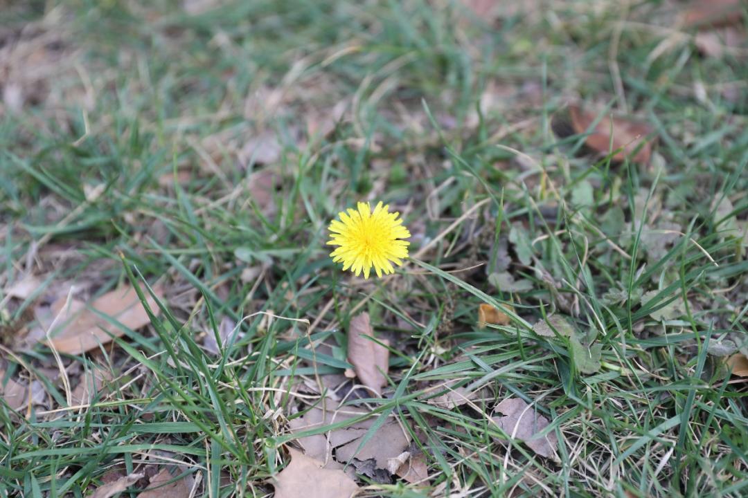 鐩哥害鍐滃ぇ,鐩歌仛浜戠鐩哥害鍐滃ぇ