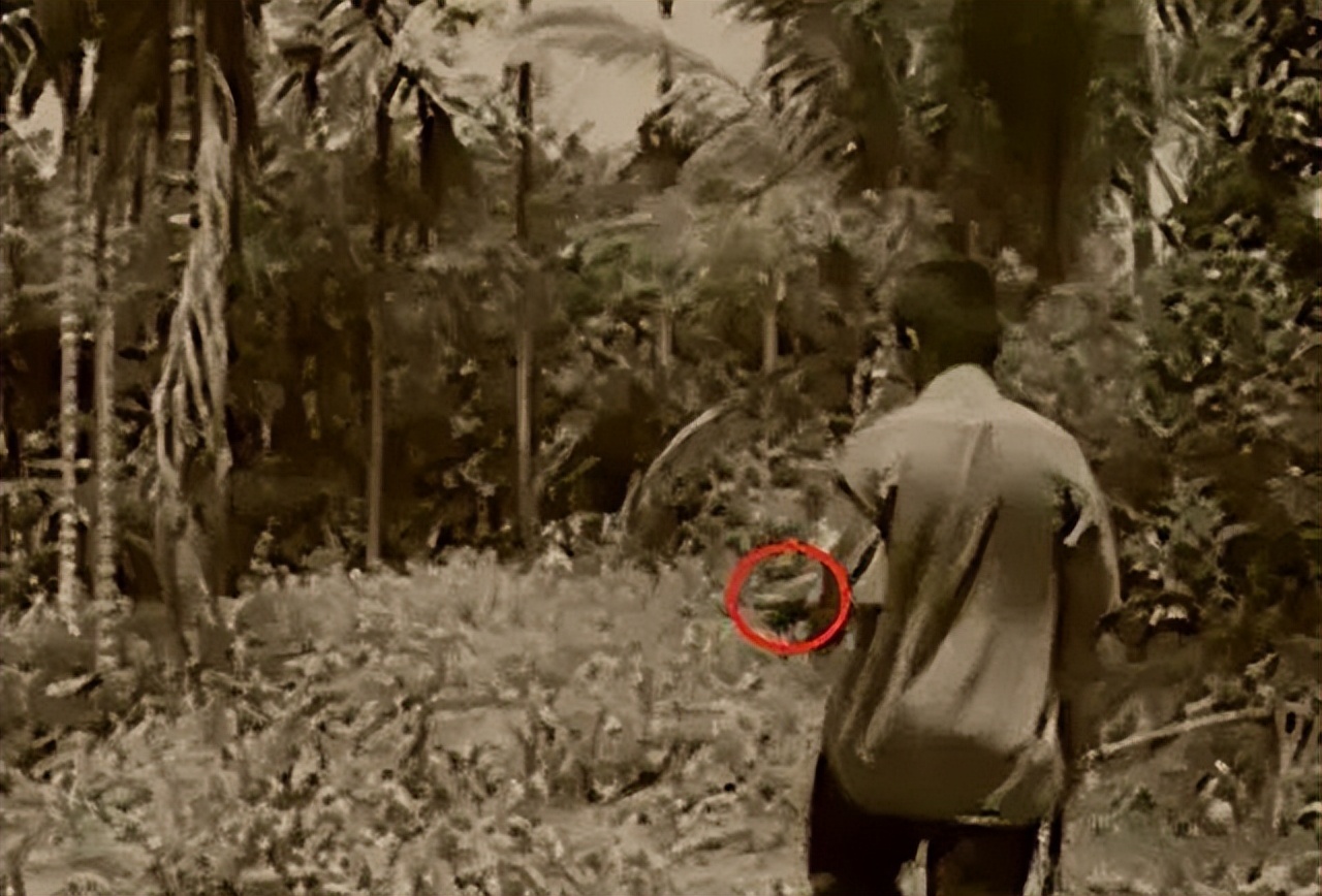 96年海南巨蟒报恩是真实的事吗,96年海南巨蟒为报恩甘愿当保姆