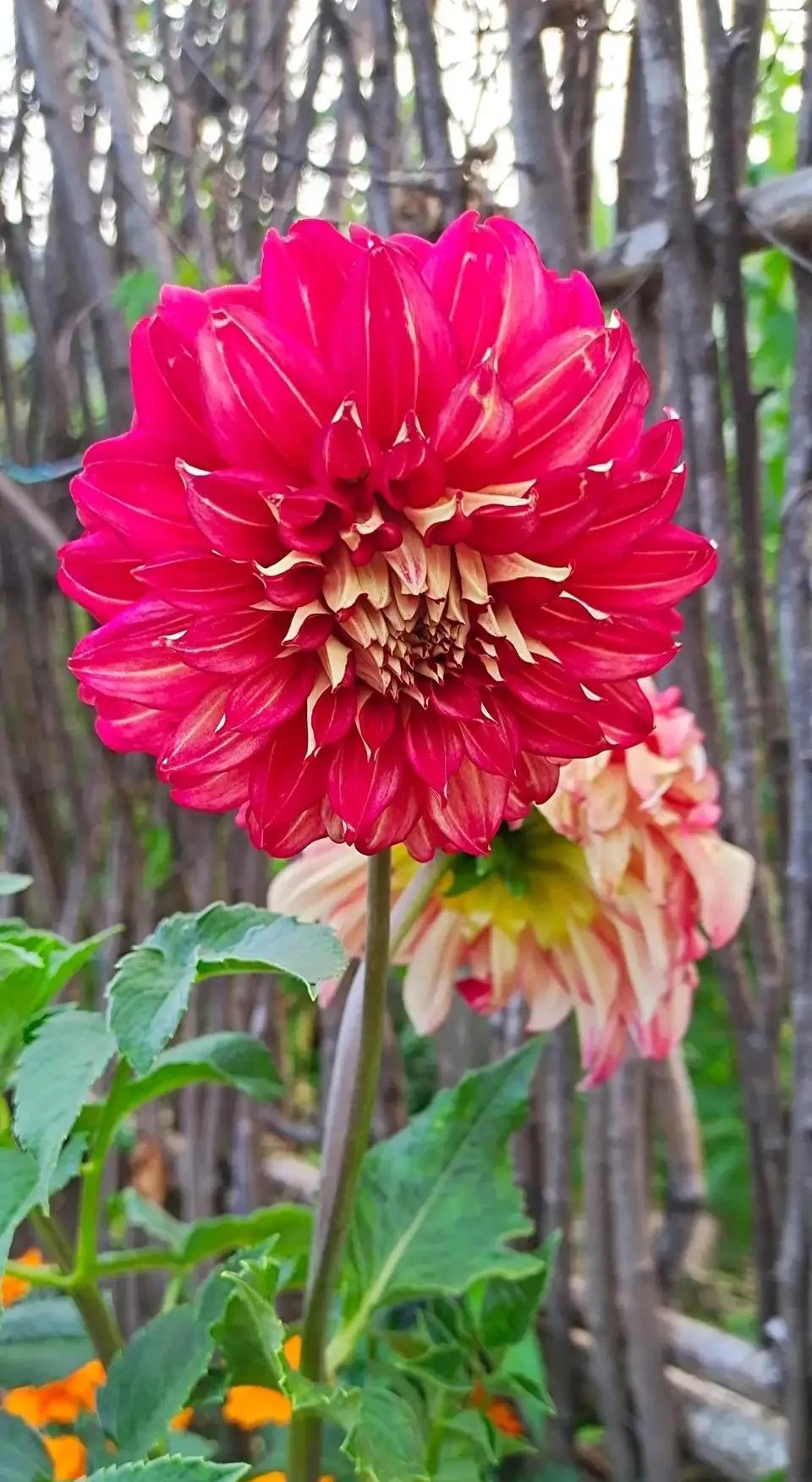 养花大全牡丹花如何养护,4种花好养又漂亮比牡丹美