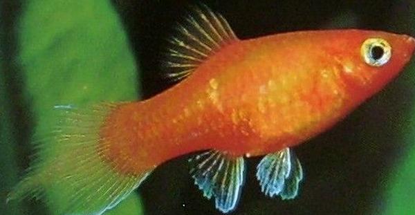 玛丽月光鱼怎么生崽,黑尾月光米奇鱼