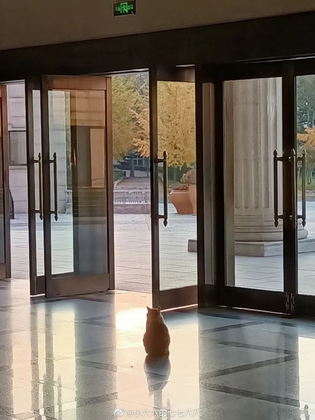 东北财经大学发讣告,东北财经大学为猫发讣告