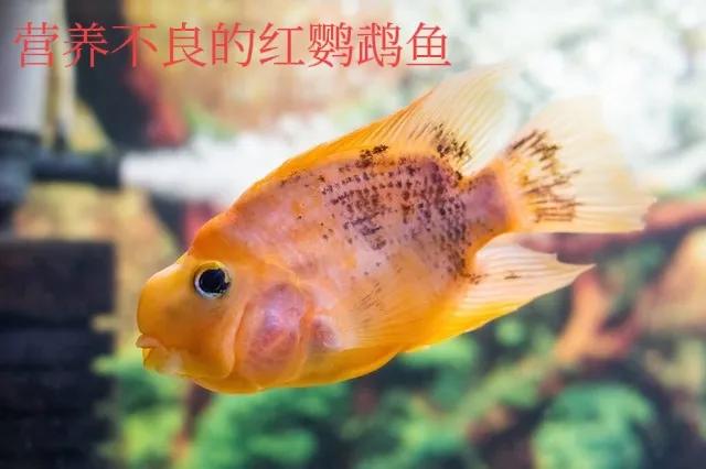 鱼缸里的鱼长期不喂会饿死吗,过年回家鱼缸的鱼会不会饿死