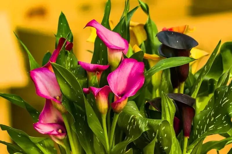 马蹄莲新娘,马蹄莲新娘手捧花图片