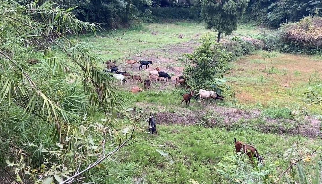 投资20000回家养羊,投资一百几十万回家搞农业