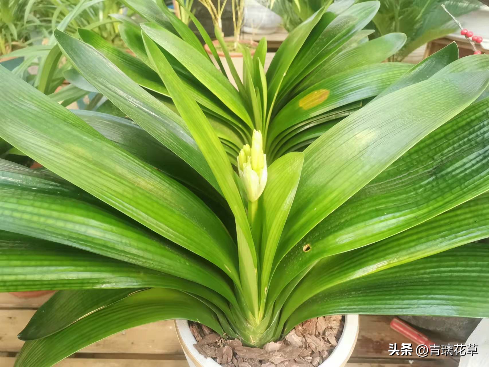 骗人花,四种坑人花