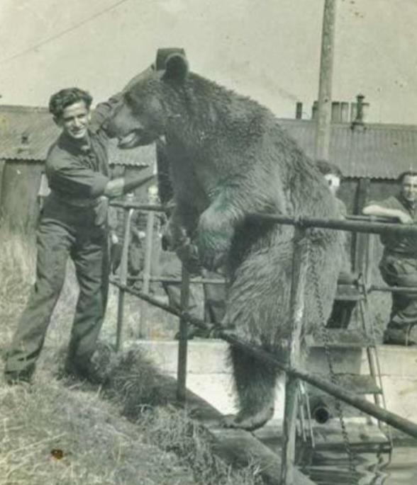 唯一参加过二战的棕熊与士兵训练,参加二战的俄罗斯熊