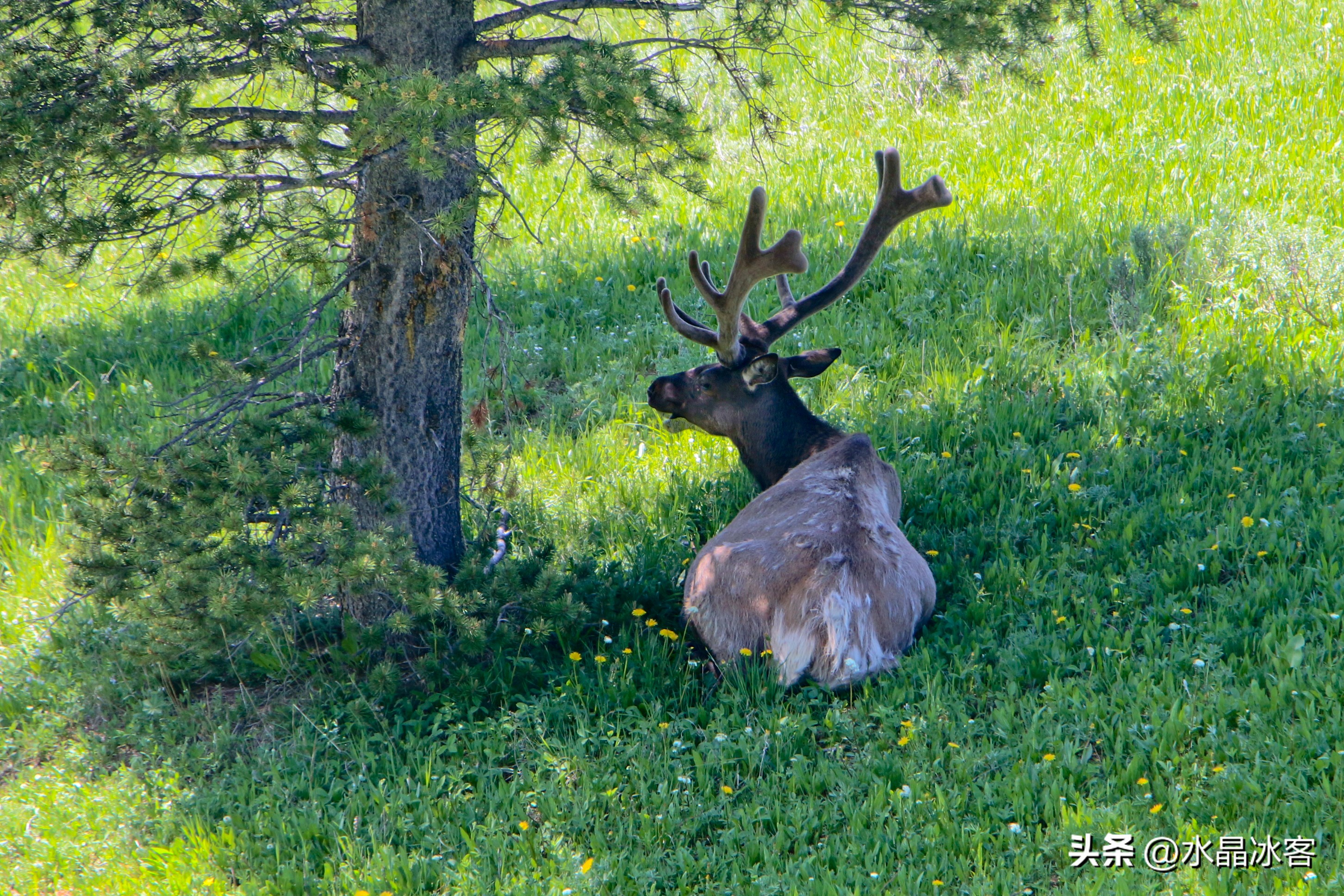 美国西部四日游最佳路线,黄石国家公园拉斯维加斯