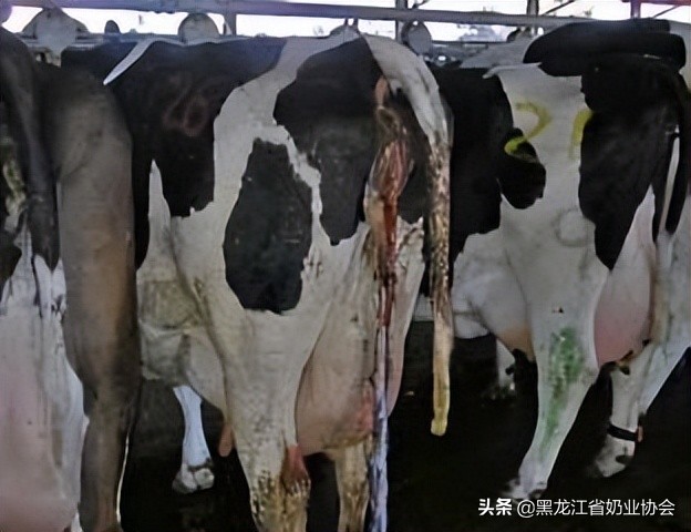 母牛胎衣不下怎么预防和治疗,奶牛胎衣不下来怎么处理