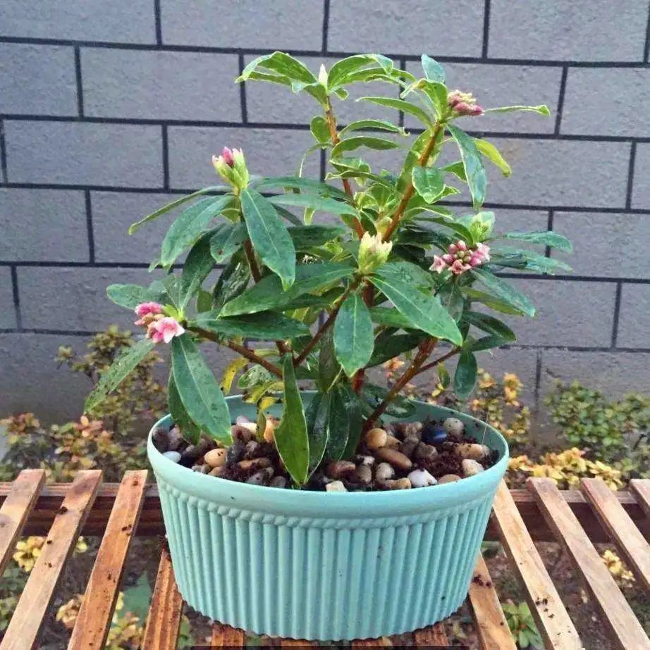 瑞香开始掉花怎么办,瑞香怎样避免落叶