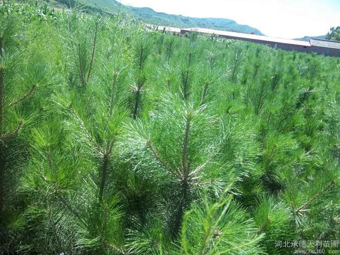 青年农村创业,100个小成本适合农村创业的小方法