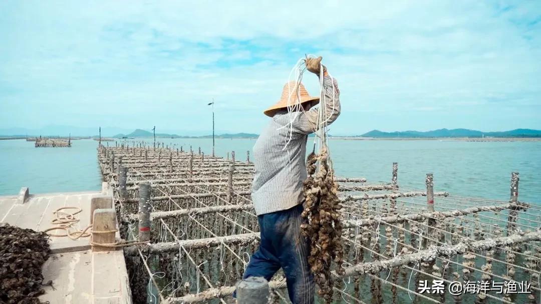 走近中国生蚝之乡:以数字转型造美丽乡村“品牌强衣”