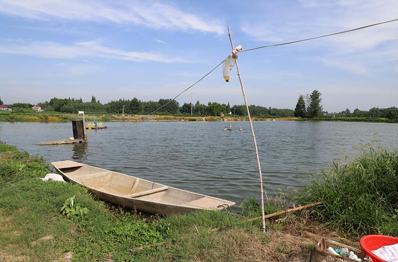 黄颡鱼养殖后期收益怎么样,黄颡鱼养殖后期收益如何