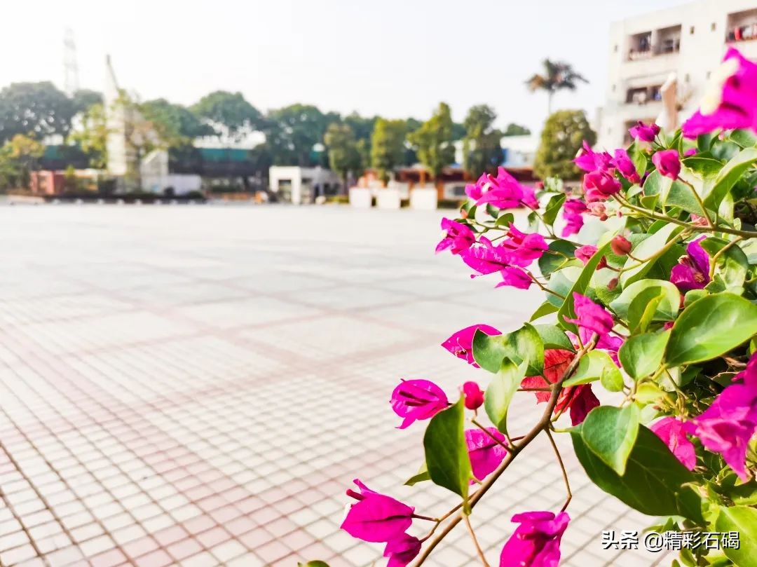 石碣四海学校招生简章,石碣四海学校