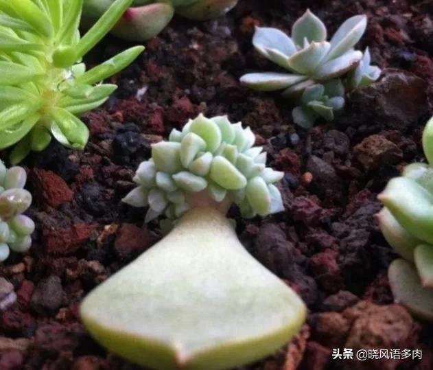 多肉晒太阳技巧,多肉小苗春天可以全天晒太阳吗