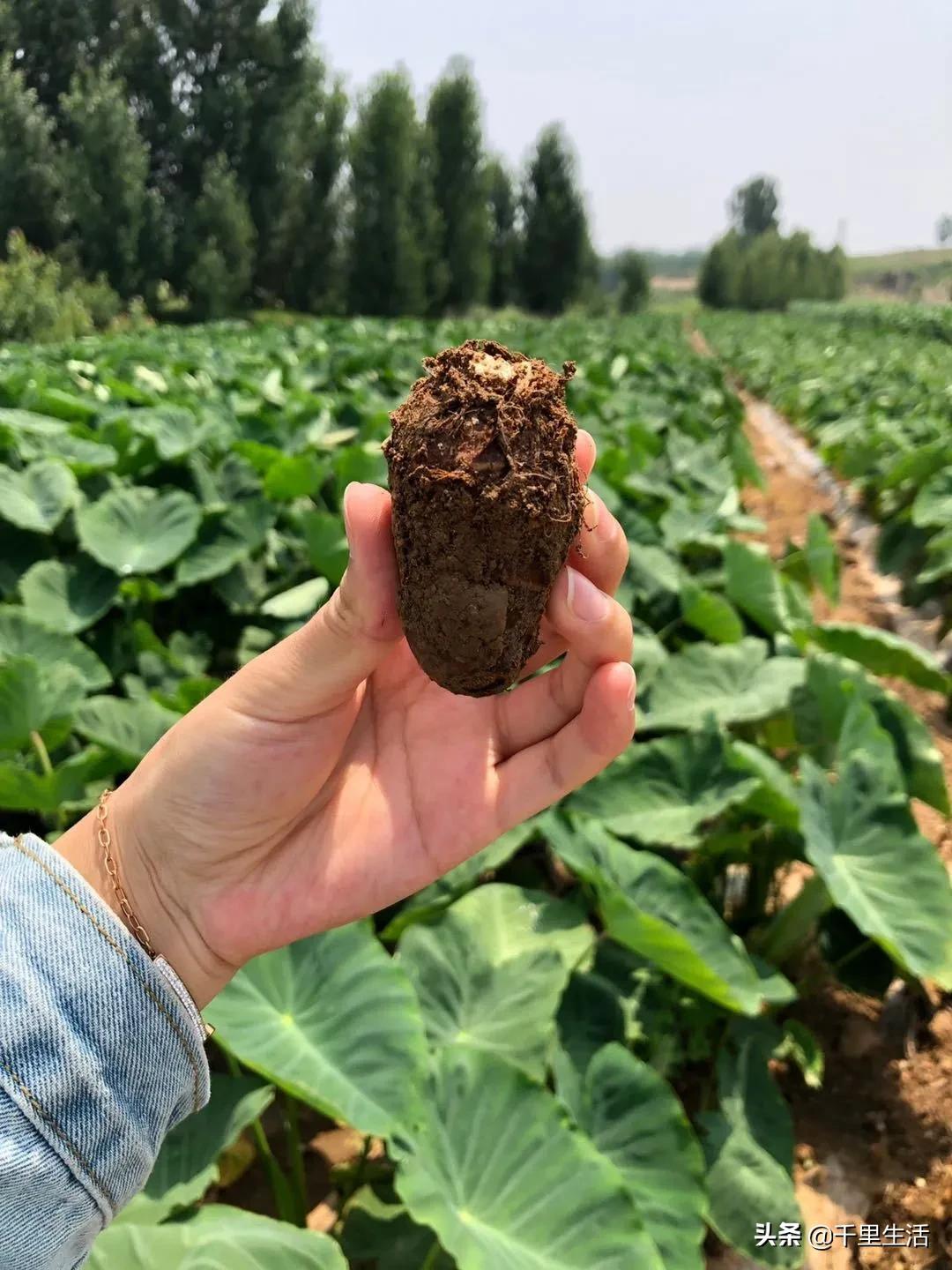 云南高山新鲜奶油芋头,云南奶油芋头做法大全