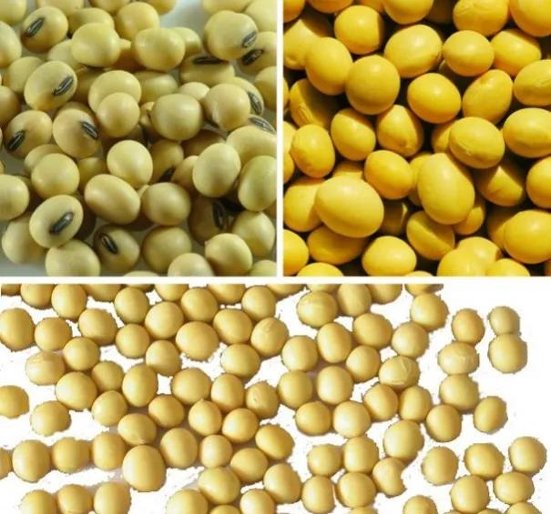 生活中常见的10种转基因食品,中国市场上的转基因食品有哪些