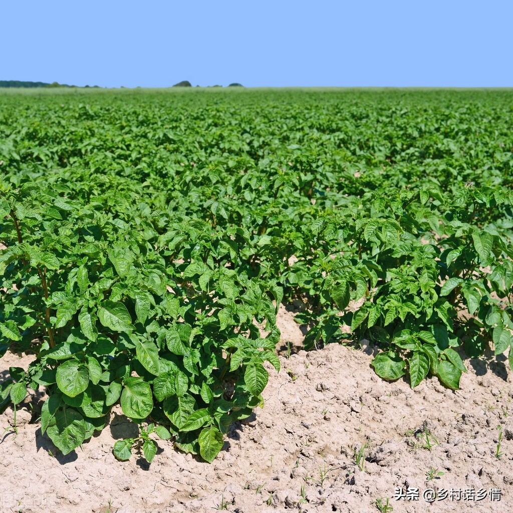 不打农药不施肥的蔬菜怎么种植,四种蔬菜浇水方法