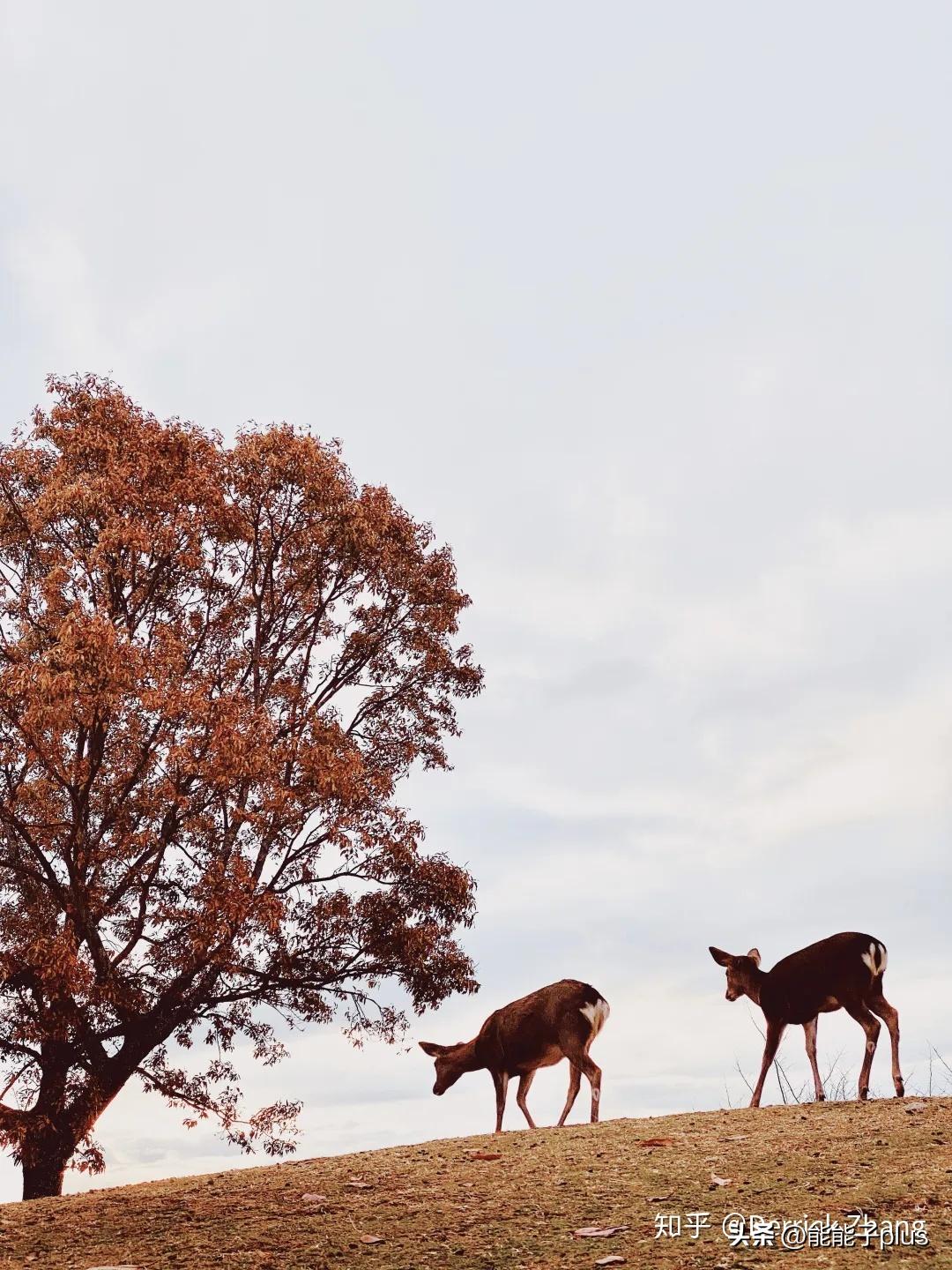 iphone12相机美颜怎么开,iphonex相机最佳设置