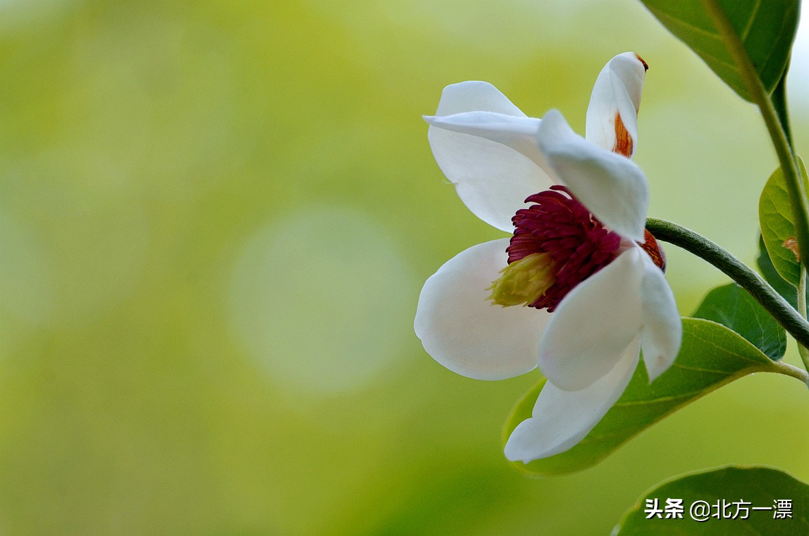 抚顺天女木兰苗规格,抚顺的天女山