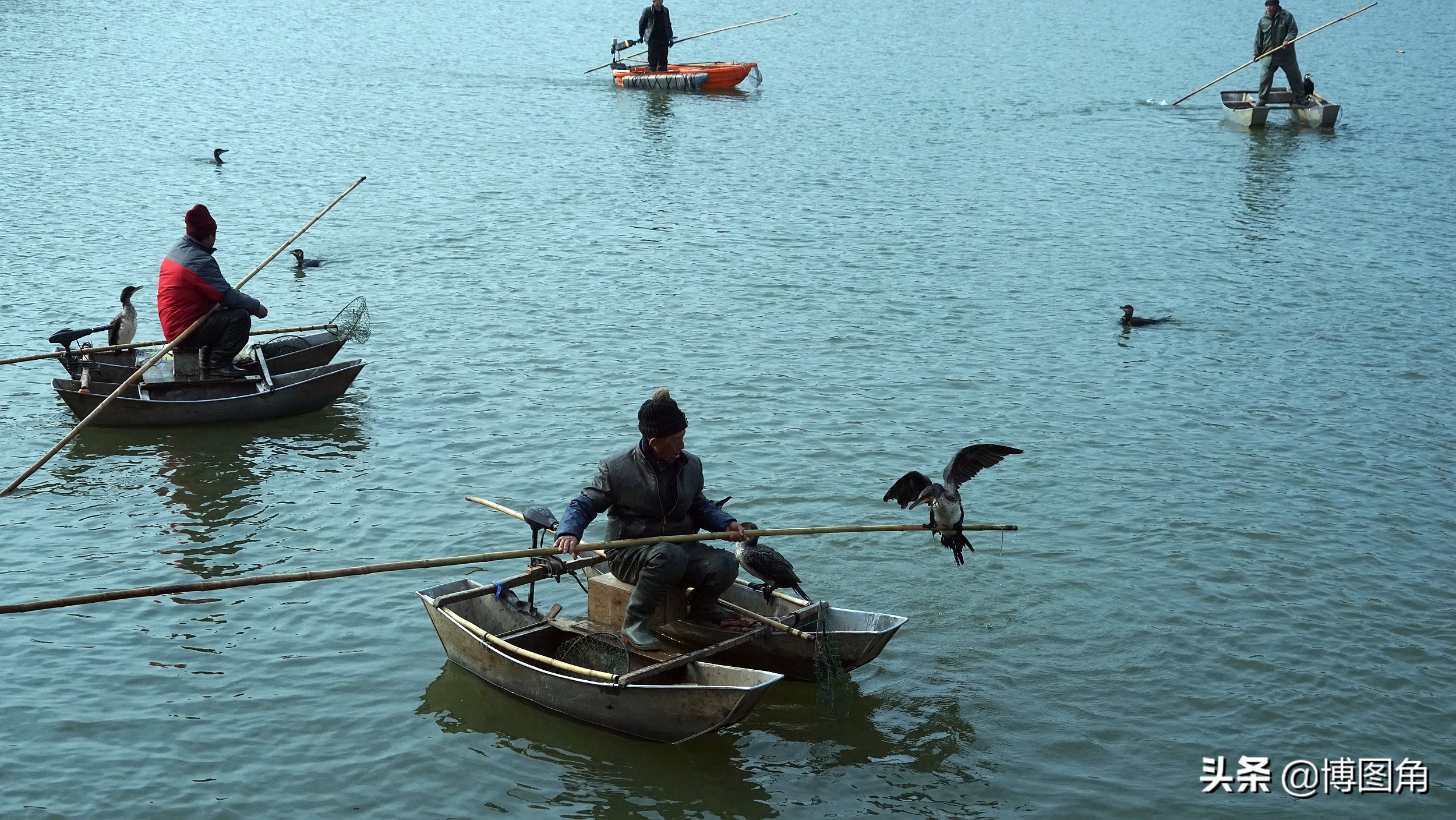 80年代农村鱼鹰捕鱼,渔民与鸬鹚捕鱼图片