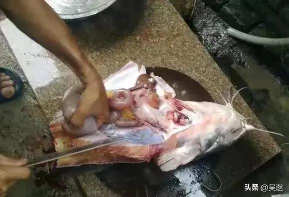 放生是否为了求功德,放生塘鲺的功德