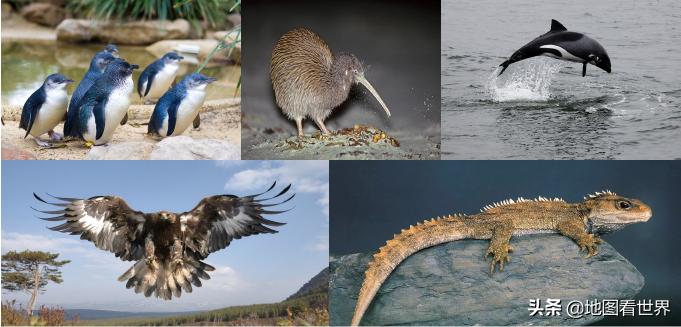 五分钟了解一个国家之新西兰,新西兰国家详细讲解