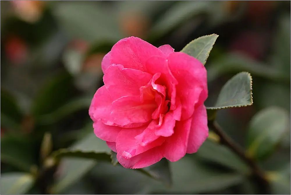 山茶油护肤品成分分析表,山茶油护肤成分