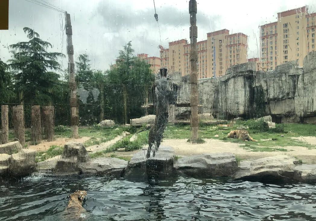 上海动物园和野生动物园哪个好,上海动物园地址和路线