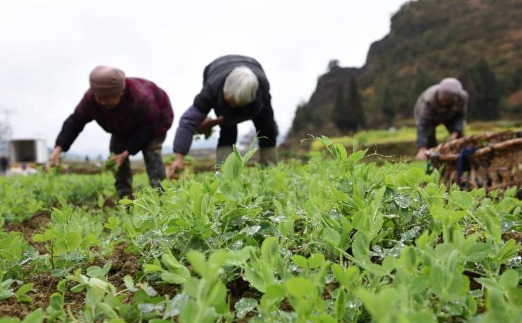 温铁军谈未来农村的房子,温铁军谈农村土地和房子要留好