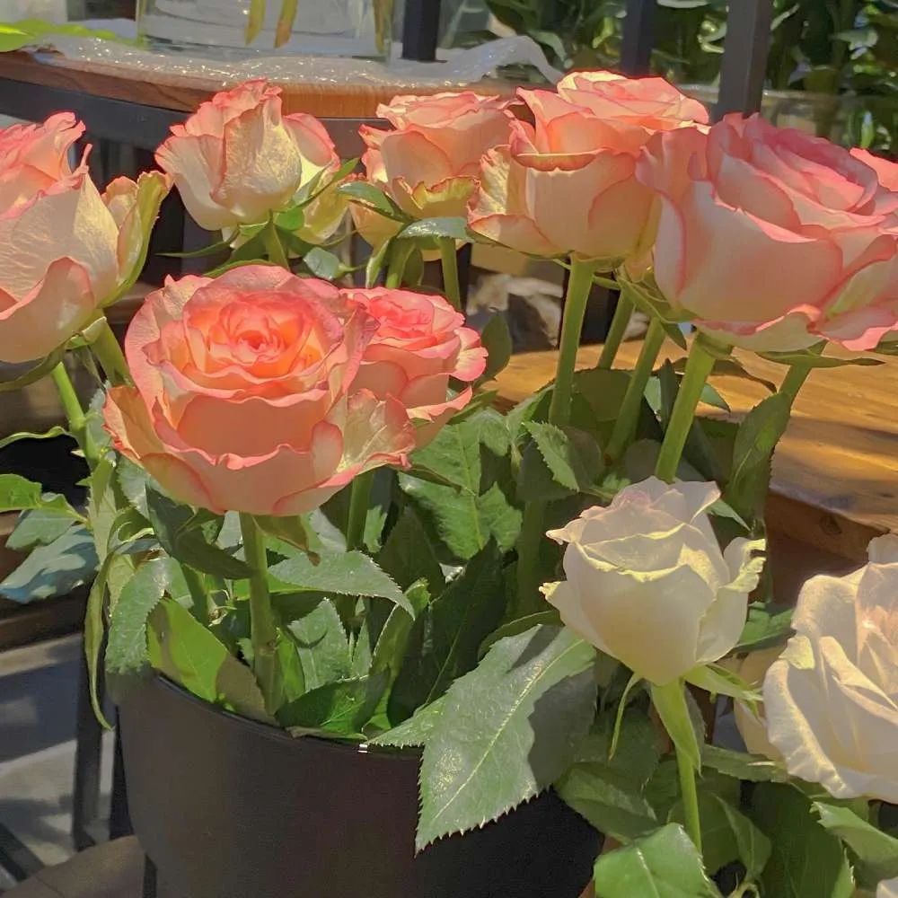 背景图ins风鲜花,ins复古黑色鲜花壁纸