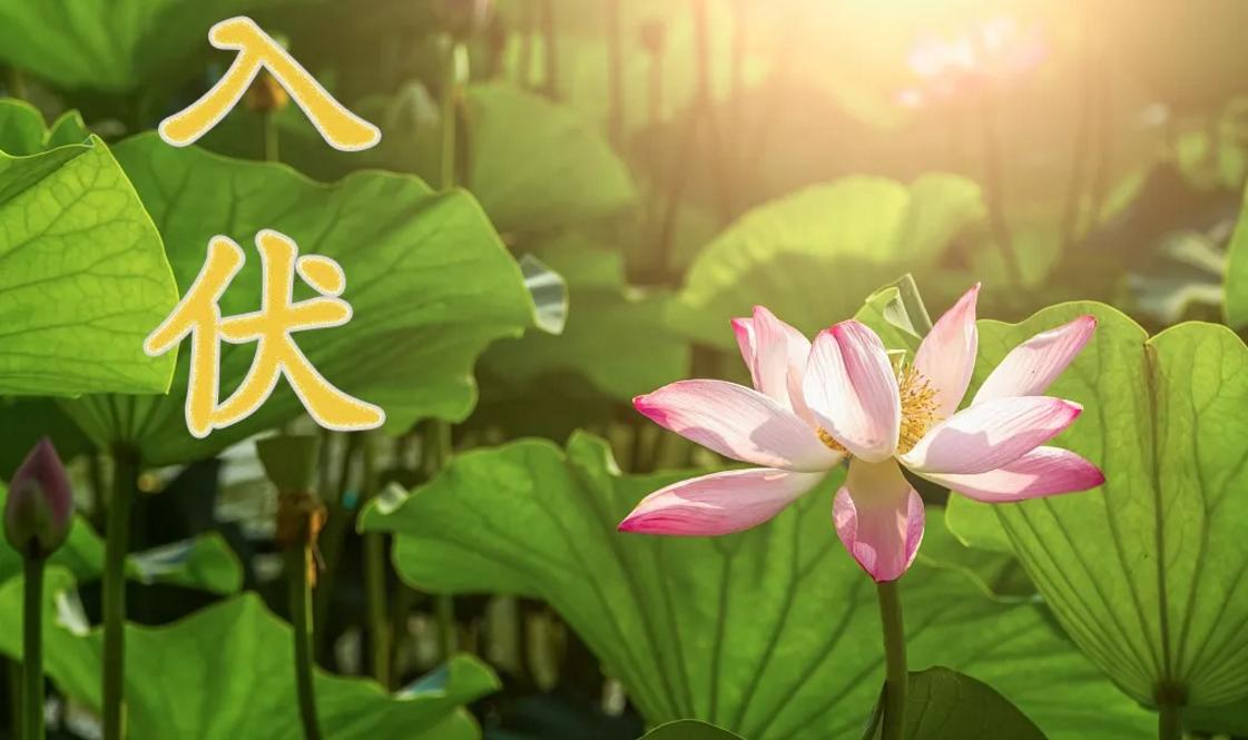 入伏忌嘴,入伏七大忌口诀