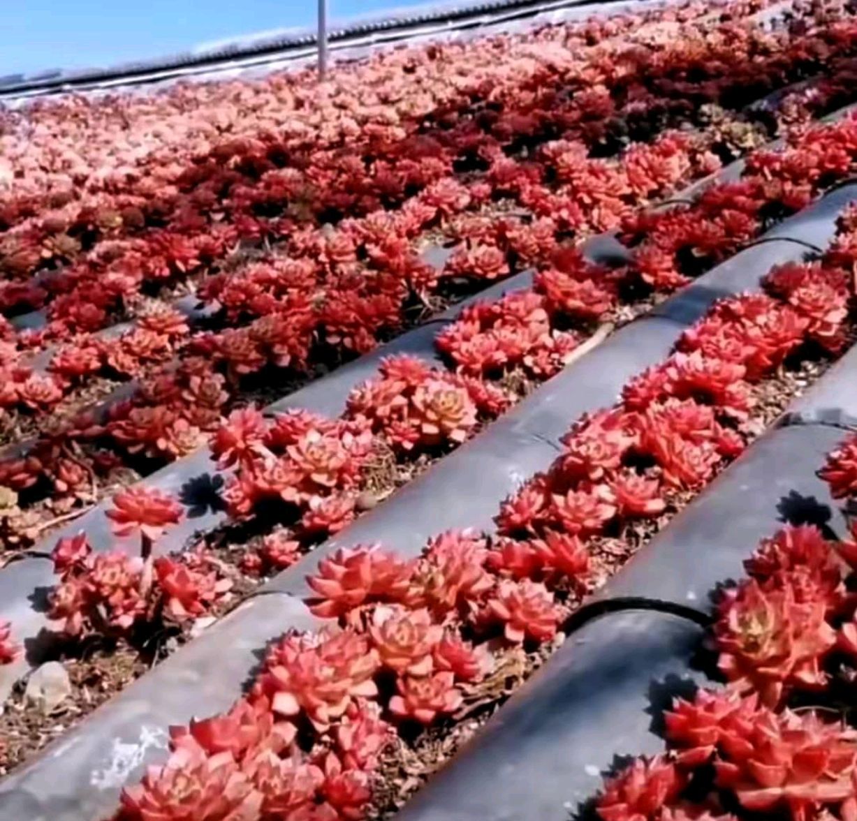 以前屋顶的多肉,多肉屋顶种植全过程