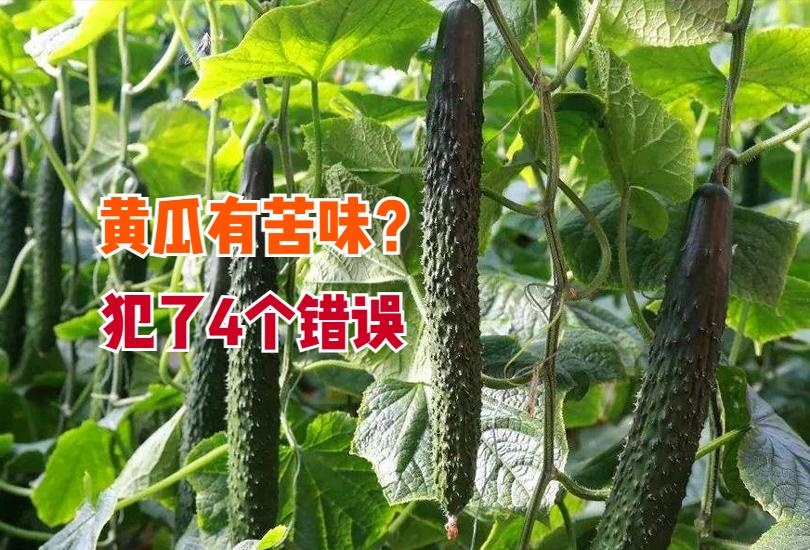 黄瓜苦味瓜的形成原因及防治方法,种植黄瓜口感涩怎么办