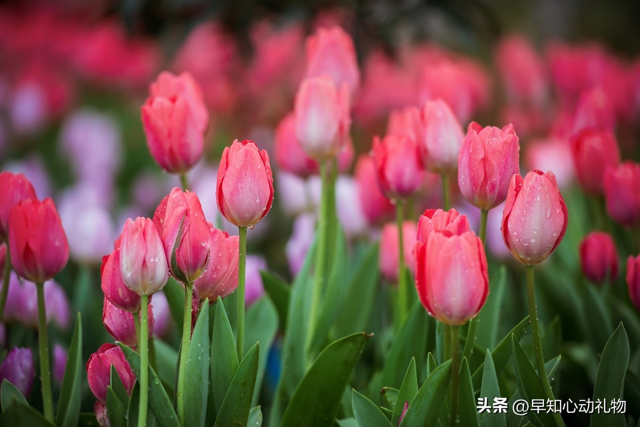 女朋友生日应该送什么花，送这三种，每一样都有不同的意义