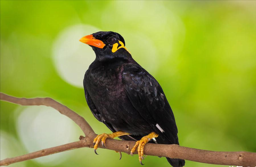 鸟儿大全高清图,高清珍稀鸟动态图片大全