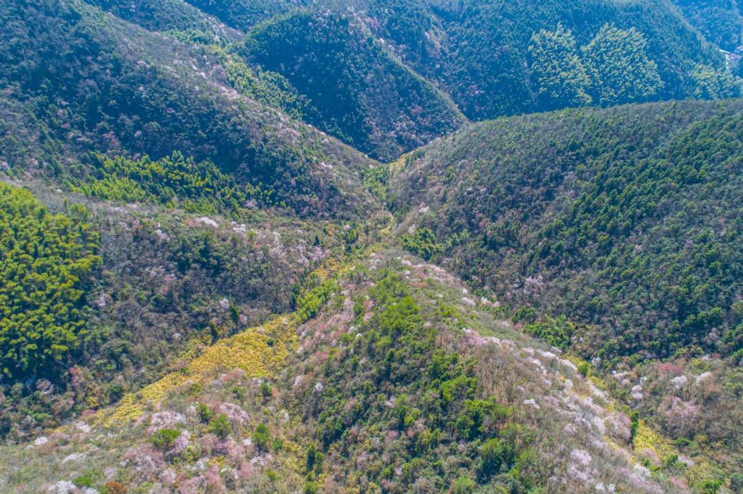 春暖花开时正是游湖赏花季,千岛湖四月赏花季节