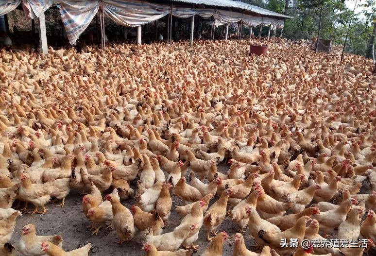 鸡白痢的发病特点,鸡白痢是什么引起的